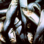 Pescadores pescados
