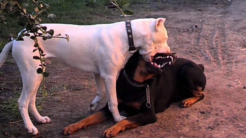 Perro que ladra, ¿roba?
