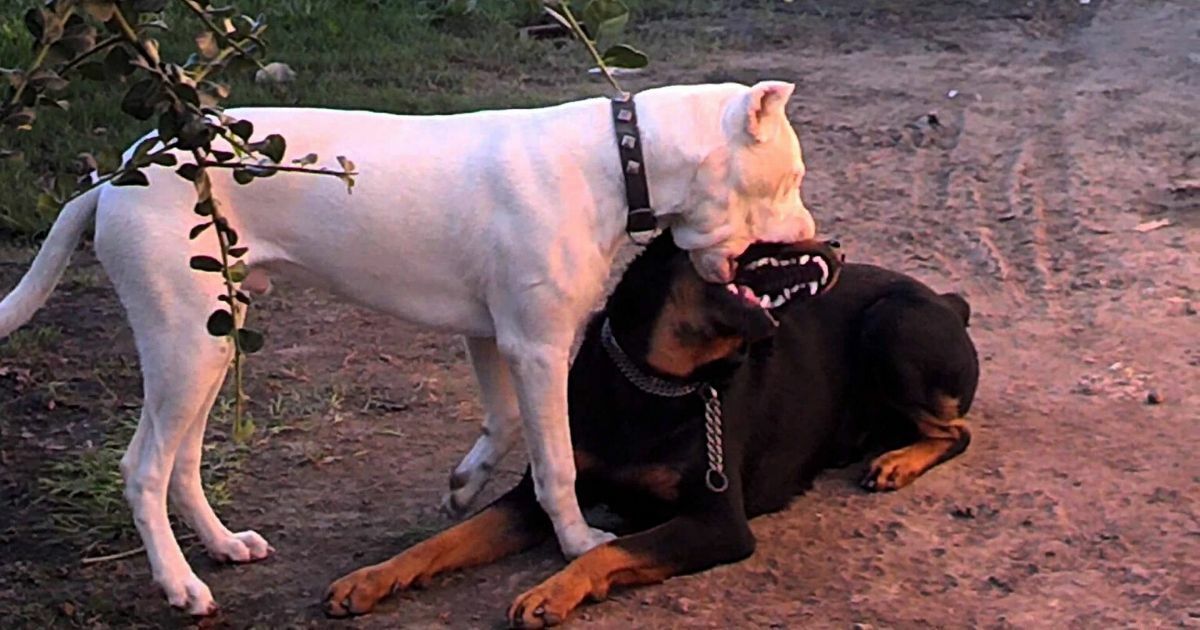 Perro que ladra, ¿roba?